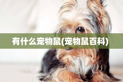 有什么寵物鼠(寵物鼠百科) 