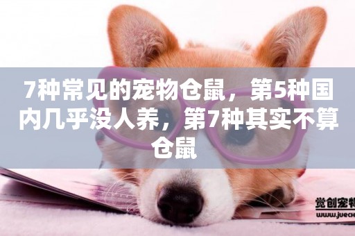 7種常見的寵物倉鼠，第5種國內幾乎沒人養，第7種其實不算倉鼠 