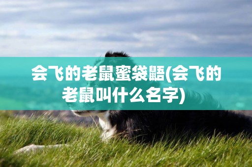 會飛的老鼠蜜袋鼯(會飛的老鼠叫什么名字) 
