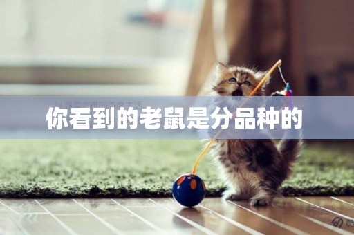 你看到的老鼠是分品種的 