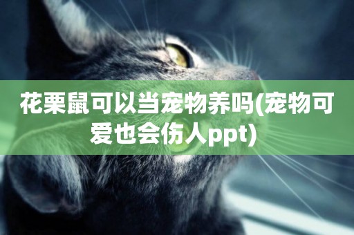花栗鼠可以當寵物養嗎(寵物可愛也會傷人ppt) 