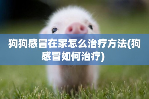 狗狗感冒在家怎么治療方法(狗感冒如何治療) 