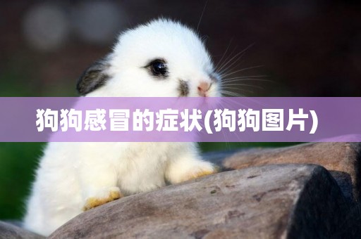 狗狗感冒的癥狀(狗狗圖片) 