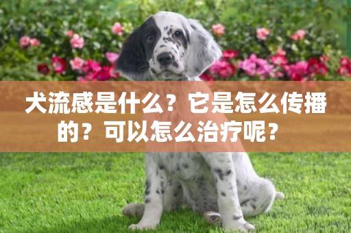 犬流感是什么？它是怎么傳播的？可以怎么治療呢？ 