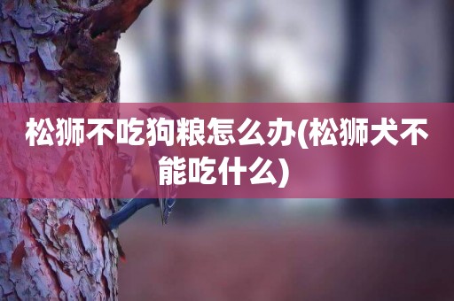 松獅不吃狗糧怎么辦(松獅犬不能吃什么) 