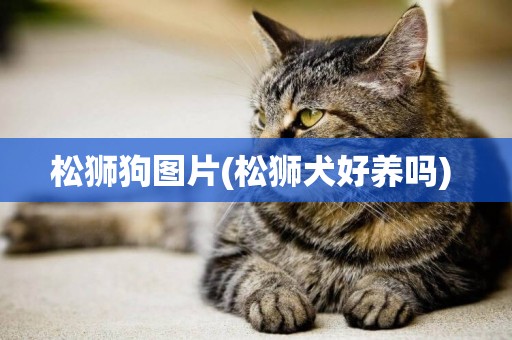 松獅狗圖片(松獅犬好養嗎) 
