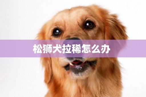 松獅犬拉稀怎么辦 