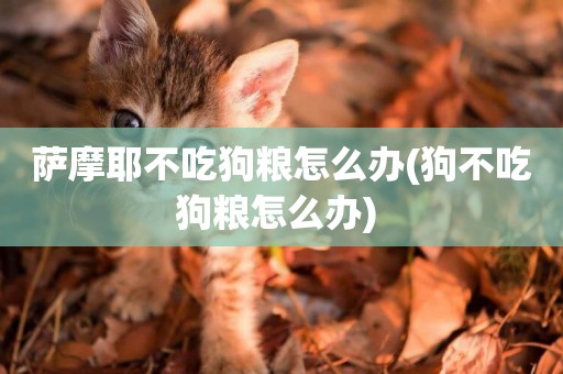 薩摩耶不吃狗糧怎么辦(狗不吃狗糧怎么辦) 
