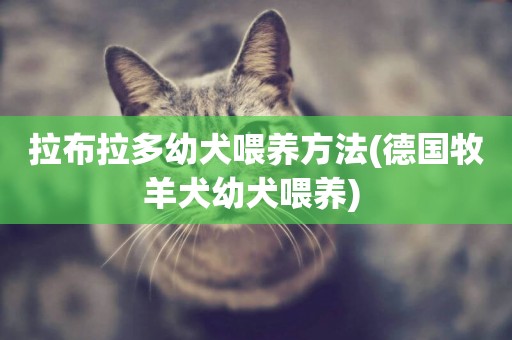 拉布拉多幼犬喂養方法(德國牧羊犬幼犬喂養) 
