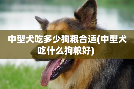 中型犬吃多少狗糧合適(中型犬吃什么狗糧好) 