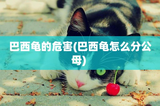 巴西龜的危害(巴西龜怎么分公母) 