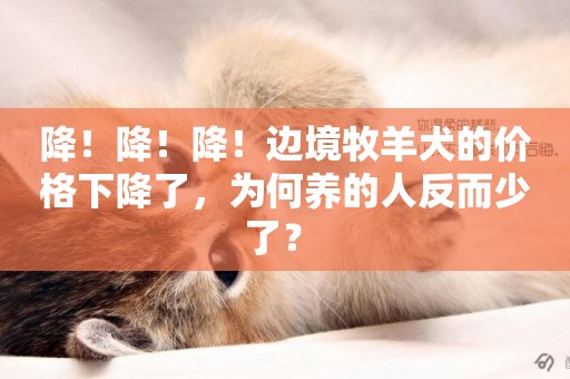 降！降！降！邊境牧羊犬的價格下降了，為何養的人反而少了？ 