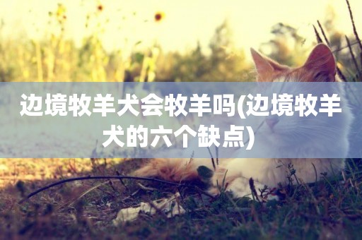 邊境牧羊犬會牧羊嗎(邊境牧羊犬的六個缺點) 