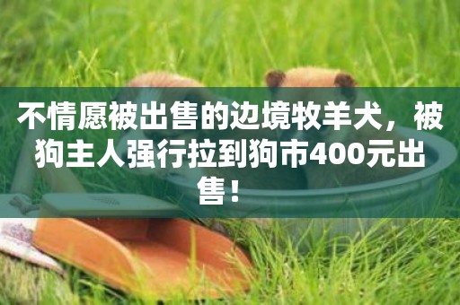 不情愿被出售的邊境牧羊犬，被狗主人強行拉到狗市400元出售！ 
