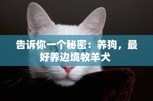 告訴你一個秘密：養狗，最好養邊境牧羊犬 