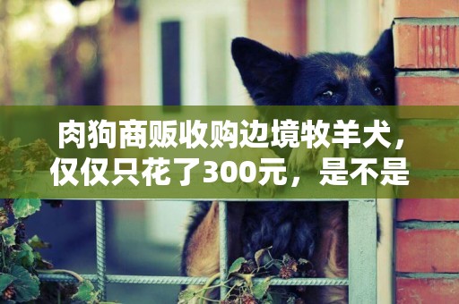 肉狗商販收購邊境牧羊犬，僅僅只花了300元，是不是很便宜呢？ 
