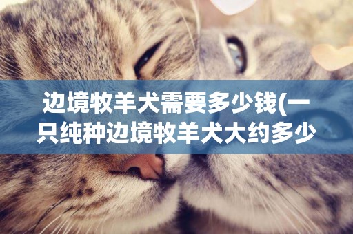 邊境牧羊犬需要多少錢(一只純種邊境牧羊犬大約多少錢) 