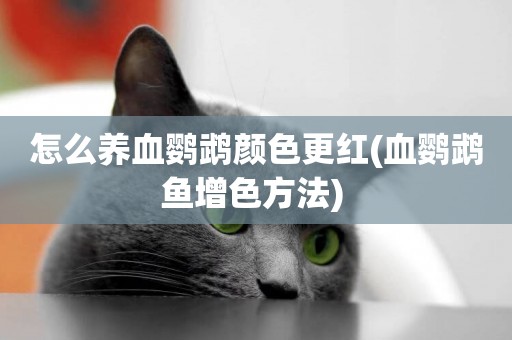 怎么養血鸚鵡顏色更紅(血鸚鵡魚增色方法) 