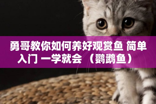 勇哥教你如何養好觀賞魚 簡單入門 一學就會 （鸚鵡魚） 