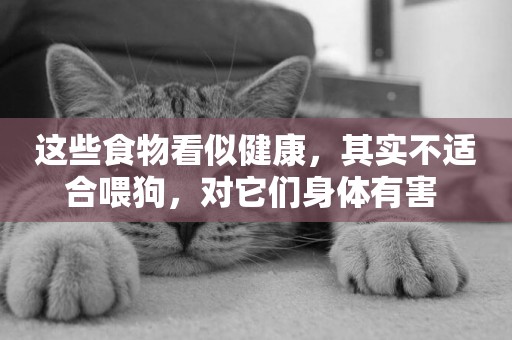 這些食物看似健康，其實不適合喂狗，對它們身體有害 