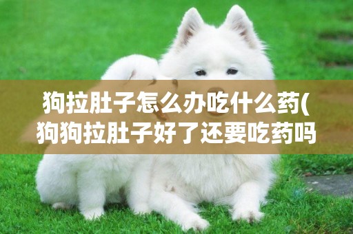 狗拉肚子怎么辦吃什么藥(狗狗拉肚子好了還要吃藥嗎) 