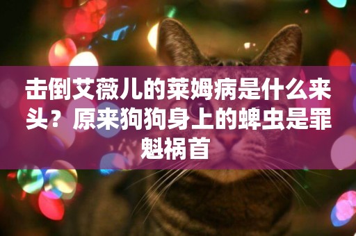 擊倒艾薇兒的萊姆病是什么來頭？原來狗狗身上的蜱蟲是罪魁禍首 