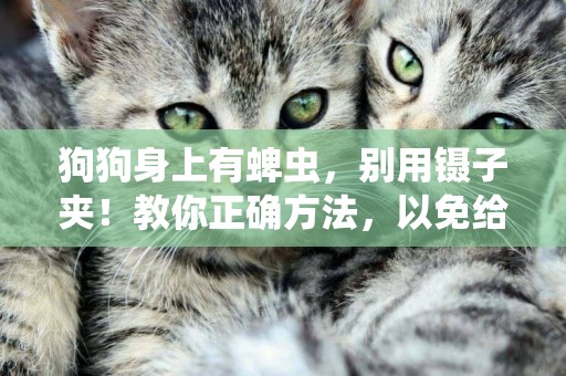 狗狗身上有蜱蟲，別用鑷子夾！教你正確方法，以免給狗造成傷害 