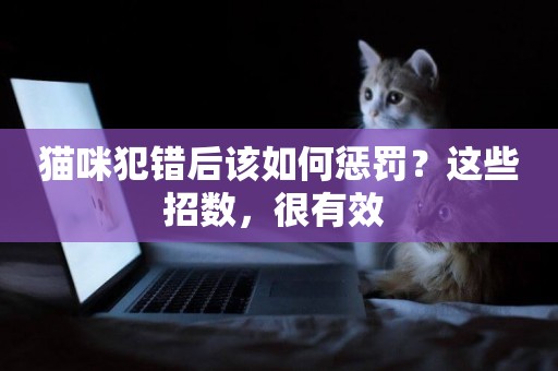 貓咪犯錯后該如何懲罰？這些招數，很有效 