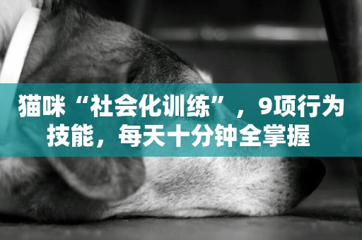 貓咪“社會化訓練”，9項行為技能，每天十分鐘全掌握 
