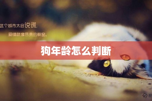 狗年齡怎么判斷