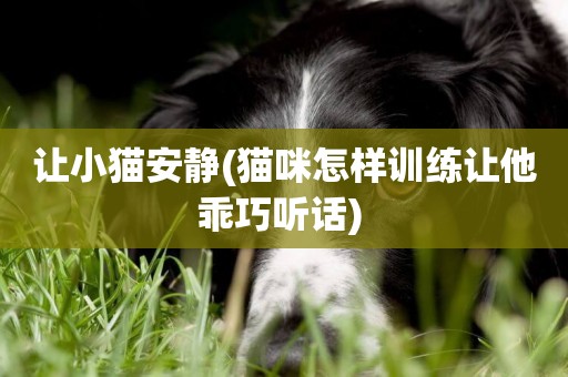 讓小貓安靜(貓咪怎樣訓練讓他乖巧聽話) 