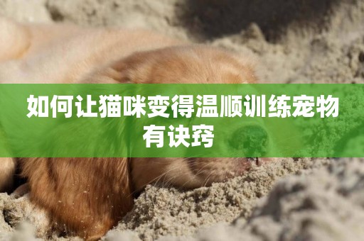 如何讓貓咪變得溫順訓練寵物有訣竅 