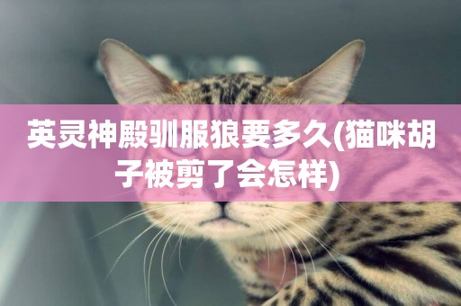 英靈神殿馴服狼要多久(貓咪胡子被剪了會怎樣) 