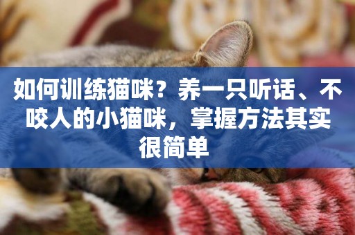如何訓練貓咪？養一只聽話、不咬人的小貓咪，掌握方法其實很簡單 