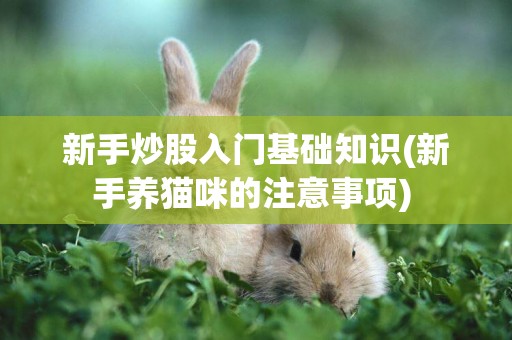 新手炒股入門基礎知識(新手養貓咪的注意事項) 