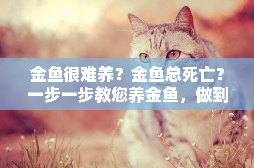 金魚很難養？金魚總死亡？一步一步教您養金魚，做到就能不死魚 