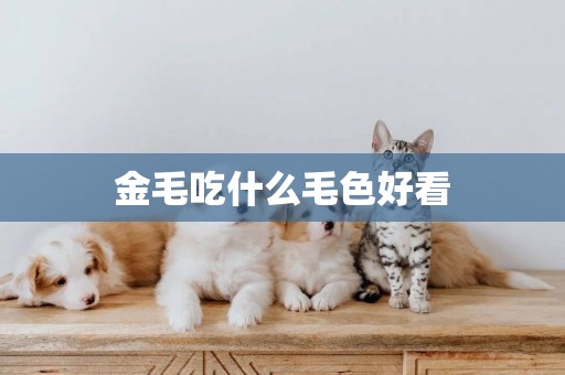 金毛吃什么毛色好看