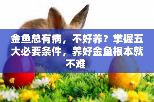 金魚總有病，不好養？掌握五大必要條件，養好金魚根本就不難 