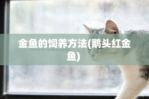 金魚的飼養方法(鵝頭紅金魚) 