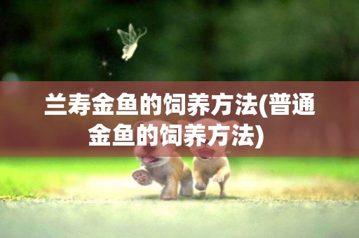 蘭壽金魚的飼養方法(普通金魚的飼養方法) 