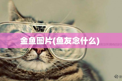 金魚圖片(魚友念什么) 