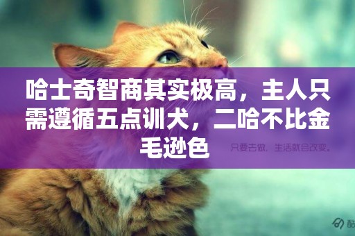 哈士奇智商其實極高，主人只需遵循五點訓犬，二哈不比金毛遜色 