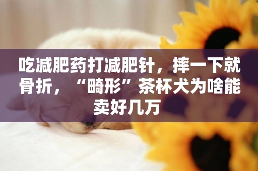 吃減肥藥打減肥針，摔一下就骨折，“畸形”茶杯犬為啥能賣好幾萬 