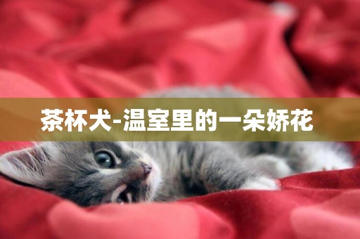 茶杯犬-溫室里的一朵嬌花 