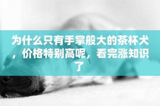 為什么只有手掌般大的茶杯犬，價格特別高呢，看完漲知識了 