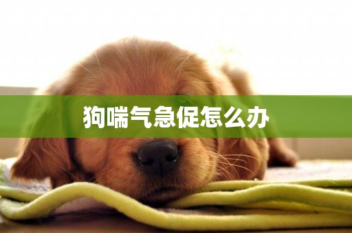 狗喘氣急促怎么辦