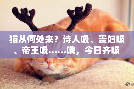 貓從何處來？詩人吸、貴婦吸、帝王吸……哦，今日齊吸 