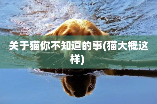 關于貓你不知道的事(貓大概這樣) 