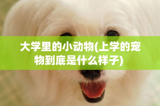 大學里的小動物(上學的寵物到底是什么樣子) 