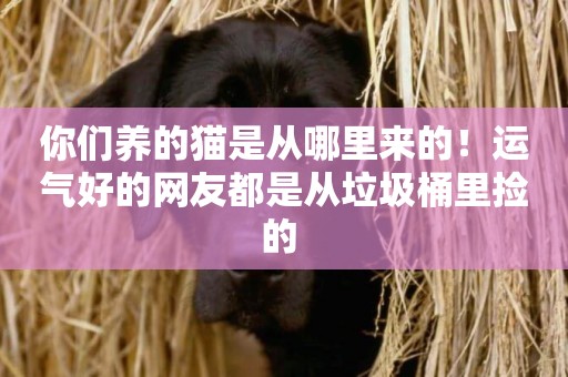 你們養的貓是從哪里來的！運氣好的網友都是從垃圾桶里撿的 